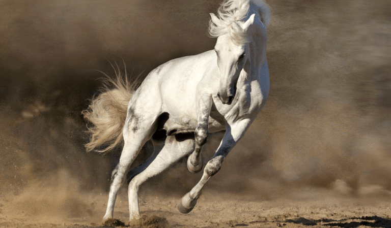 The Science Behind a Horse's Speed: What Makes Them Fast?